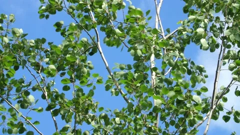 Green leaves of beech tree blowing in the wind. Blue summer sky. Stock Footage 219957261