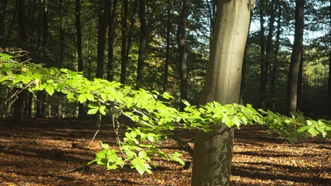 Green leaves at a beech tree lit by the sun Stock Footage 209153460