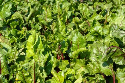 Green leaves of beet Stock Photos