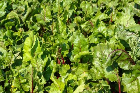 Green leaves of beet Stock Photos