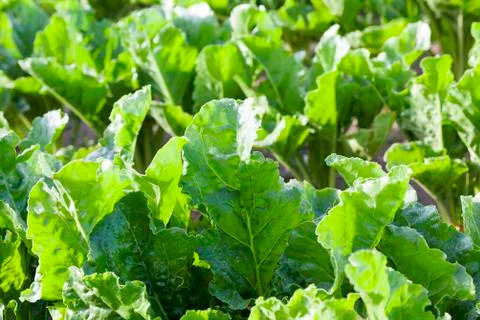 Green leaves beetroot Foto stock