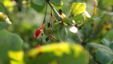 Green leaves, berries Stock Footage 8653024