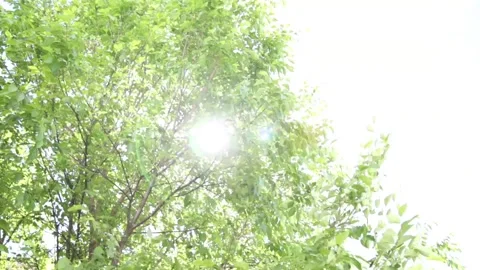 Green leaves on a big tree moving with the wind in a sunny summer day Stock Footage 141186248