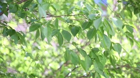 Green leaves on a big tree moving with the wind in a sunny summer day Stock Footage 141186308