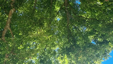 Green leaves of a big tree waving in summer wind with sun shining through. Slow Stock Footage 219863517