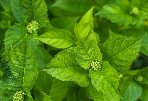 Green leaves of bigleaf hydrangeas for background. Shiny Green Leaves in a .. Stock Photos