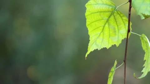 Green leaves of Birch Stock Footage 8836892