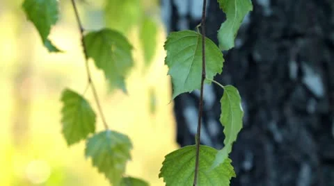 Green leaves of Birch Stock Footage