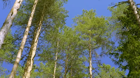 The green leaves of the birch tree in the forest Stock Footage 138573335
