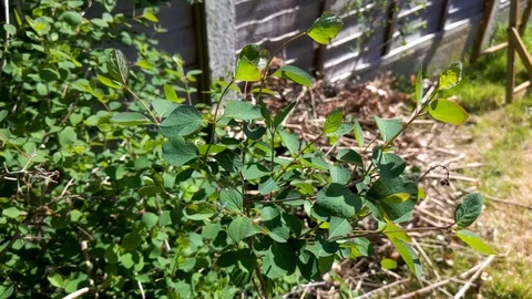 Green leaves blowing gently in the wind Stock Footage 128388948