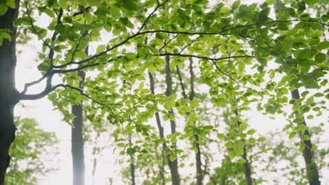 Green Leaves Blowing in Wind, Backlit Deciduous Branch, Forest Bokeh Stock Footage 327456626