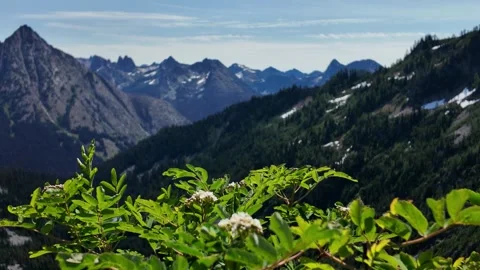 Green leaves blowing in the wind with blurred mountain ridge line Stock Footage 342076339