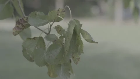 Green leaves blowing in the wind close-up, nature background Stock Footage 346282982