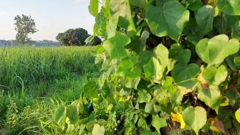 Green leaves blowing in the wind in the field Stock Footage 288308271