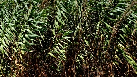 Green leaves blowing in the wind. Stock Footage 94515101