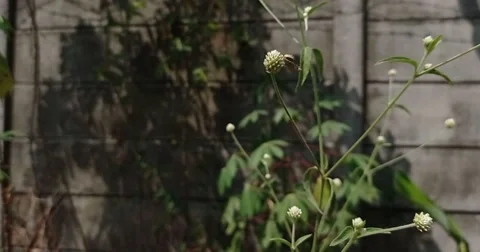 Green leaves blowing in the wind Stock Footage 136939879