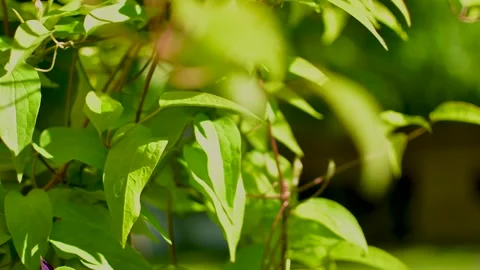 Green leaves blowing in the wind. Stock Footage 153859645