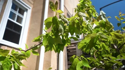 Green Leaves Blowing in the Wind Stock Footage 196983796