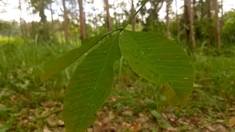 Green leaves blowing in the wind Stock Footage 210380192