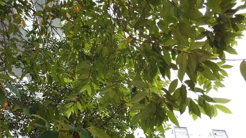Green leaves blowing in the wind at the garden Stock Footage 101319096