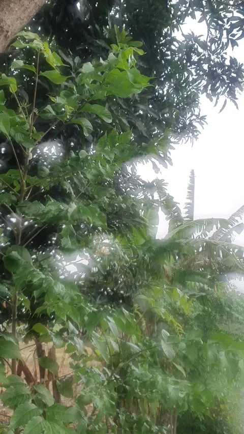 Green leaves blown by the wind during drizzle in Indonesia Stock Footage 330568464