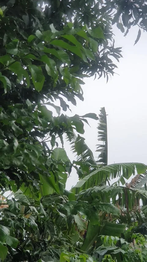 Green leaves blown by the wind during drizzle in Indonesia Stock Footage 330568477
