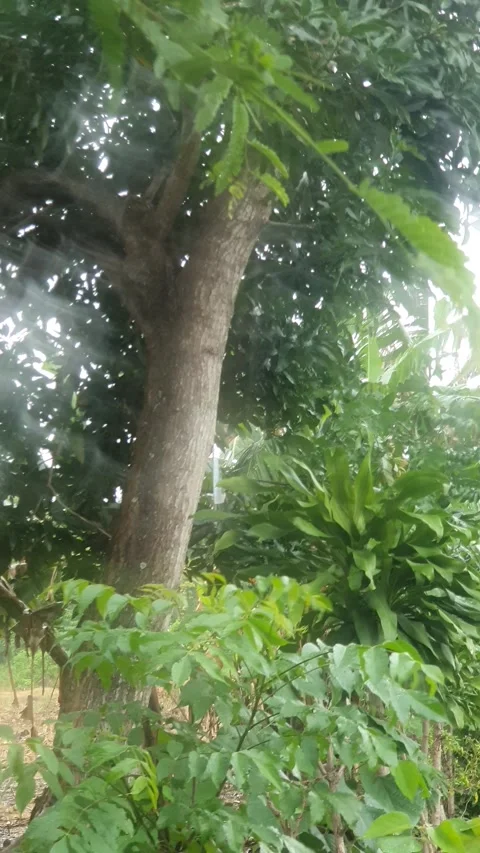 Green leaves blown by the wind during drizzle in Indonesia Stock Footage 330568478
