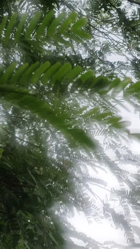 Green leaves blown by the wind during drizzle in Indonesia Stock Footage 330568480