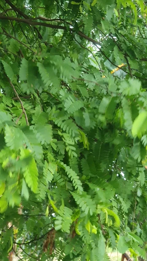 Green leaves blown by the wind during drizzle in Indonesia Stock Footage 330568560