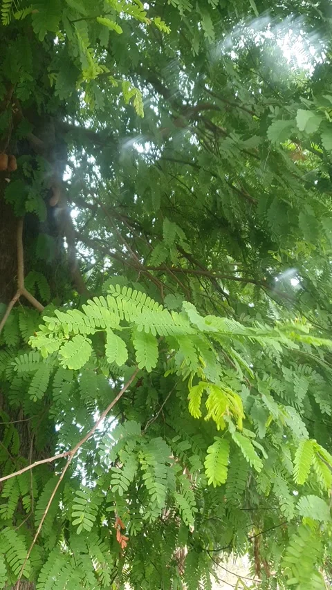 Green leaves blown by the wind during drizzle in Indonesia Stock Footage 330568563