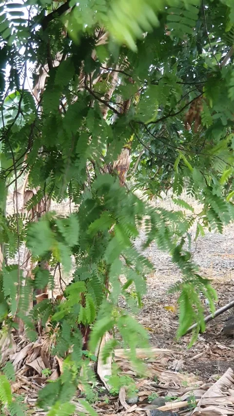 Green leaves blown by the wind during drizzle in Indonesia Stock Footage 330568691