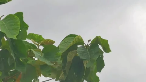 Green leaves blown by the wind Stock Footage 297585282