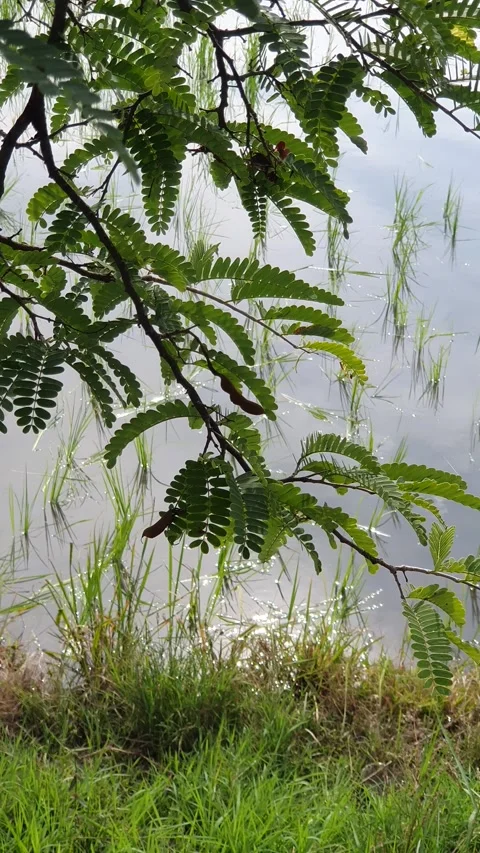 Green leaves blown by the wind Video stock 297593724