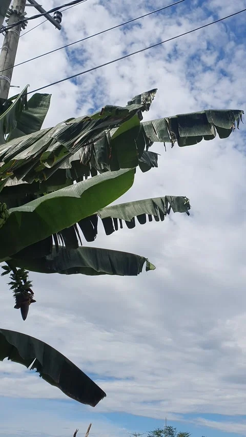Green leaves blown by the wind Stock Footage 310289131