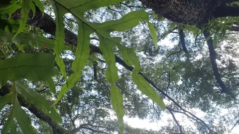Green leaves blown by the wind Stock Footage 325348767