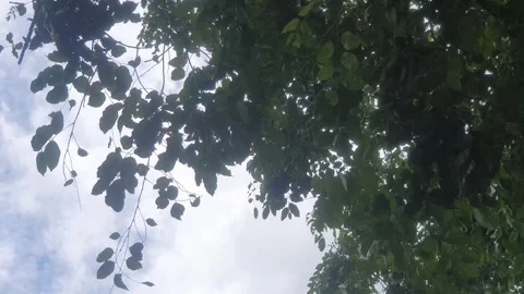 Green leaves blown by the wind Stock Footage 328054532