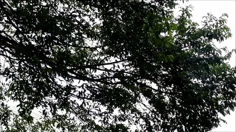 Green leaves blowning by the wind Stock Footage 84626295