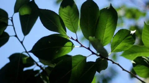 Green Leaves. Blue Background. Stock Footage 37022338