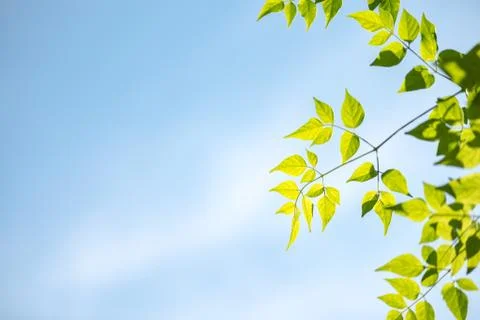 Green leaves with blue sky Stock Photos