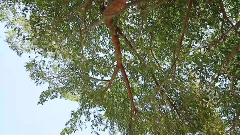 Green leaves in the blue sky. Tree branches. Wind blowing Stock Footage 284750904