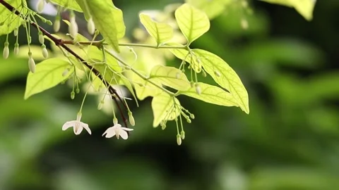Green leaves with blur background Stock Footage 170424072