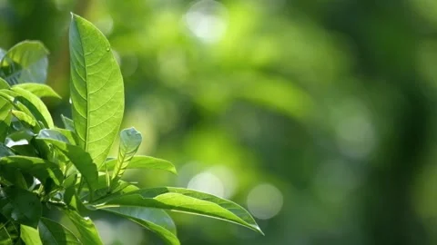 Green leaves on blurred background Stock Footage 270930140