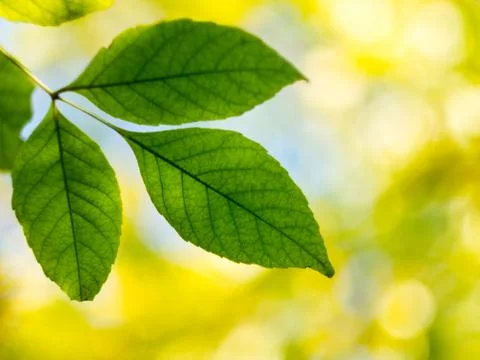 Green leaves on a blurred background. Stock Photos