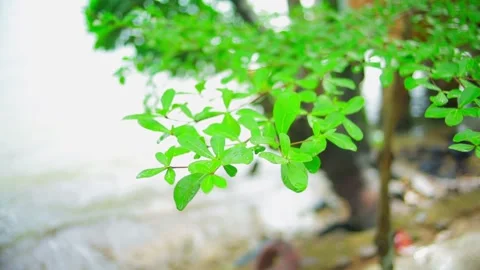 Green leaves with blurred sandy beach Stock Footage 332380553