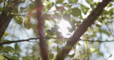 Green leaves with bokeh background. Stock Footage 67570772