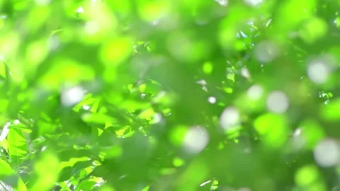 Green leaves with a bokeh effect in the background, captured in 4k slow mot.. Stock Footage 283272671