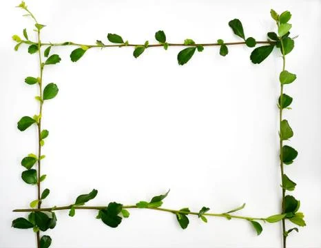 Green leaves border frame Stock Photos