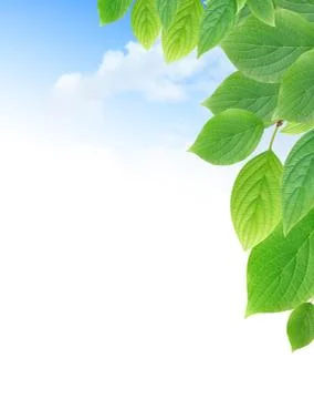 Green leaves border Stock Illustration