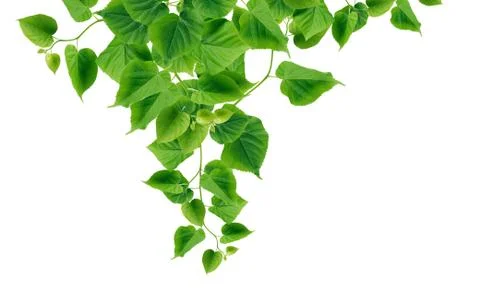 Green leaves border Stock Photos