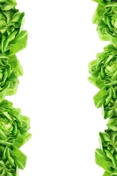Green leaves border Stock Photos